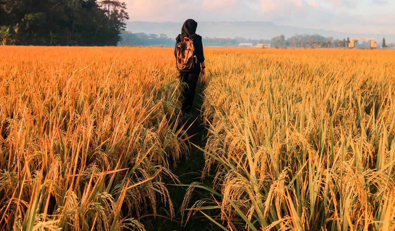 adventure-agriculture-barley-789555